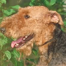 AIREDALE TERRIER