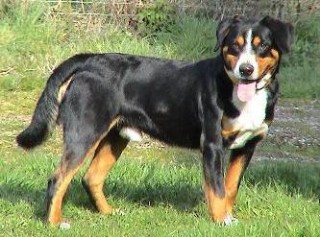 CAINE DE STANA DE ENTLEBUCH 
