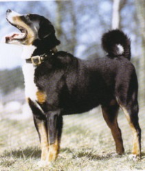 CAINE DE TURMA APPENZELLER 