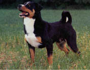 CAINE DE TURMA APPENZELLER 