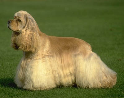COCKER SPANIEL AMERICAN