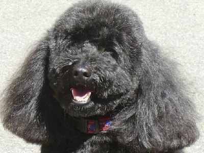 CANICHE PITIC