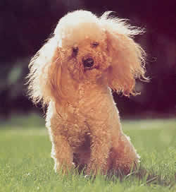 CANICHE PITIC