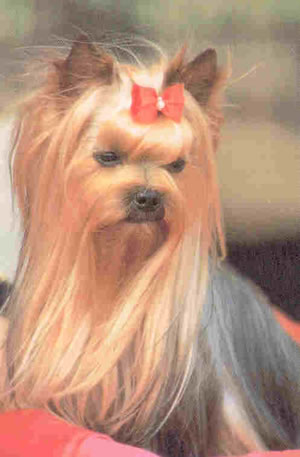 TERRIER DE YORKSHIRE