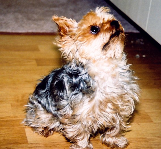TERRIER DE YORKSHIRE