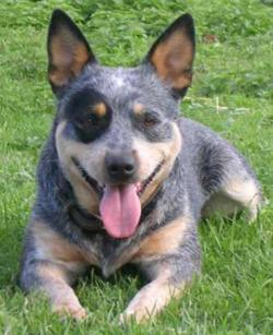 CAINE DE TURMA AUSTRALIAN 