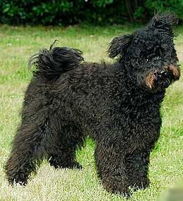 PUMI