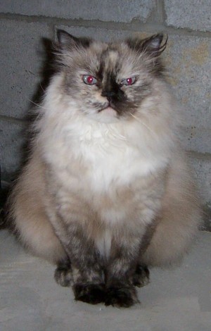 Himalaieza