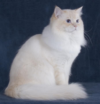 Ragamuffin