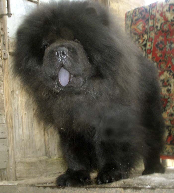 CHOW - CHOW