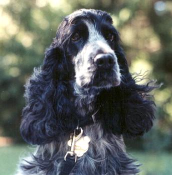 COCKER SPANIEL