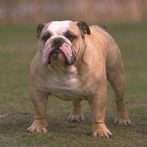 BULLDOG ENGLEZ