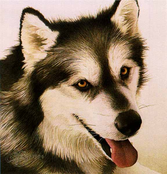 CAINE MALAMUT DE ALASKA 