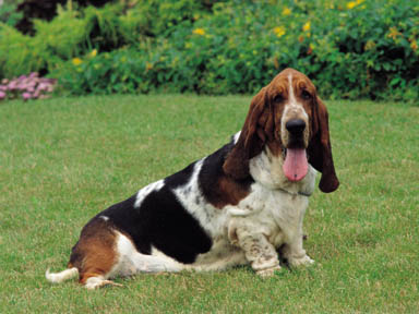 COPOI BASSET