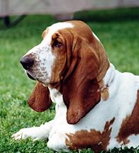 COPOI BASSET