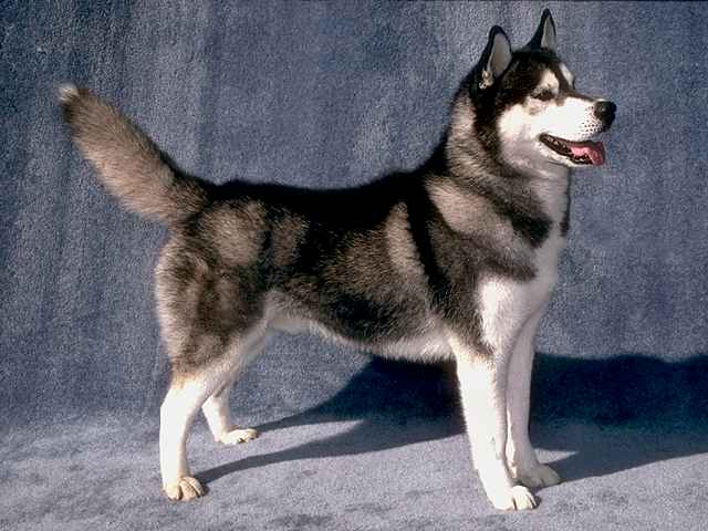 HUSKY SIBERIAN