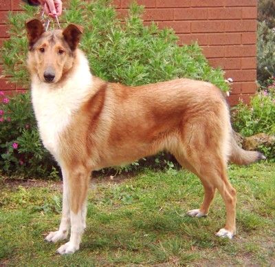 CIOBANESC SCOTIAN - COLLIE CU PAR SCURT SI NETED 