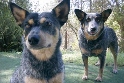 CAINE DE CIREADA AUSTRALIAN