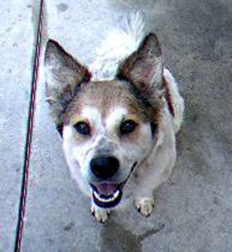 CAINE DE CIREADA AUSTRALIAN