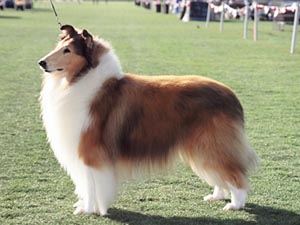 CIOBANESC SCOTIAN - COLLIE CU PAR LUNG SI ASPRU