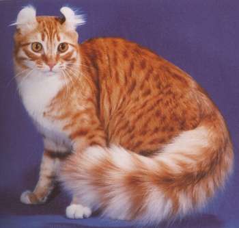 American Curl