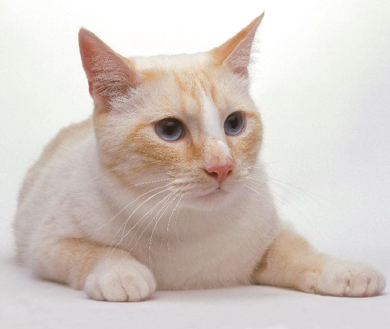 Americana cu par scurt