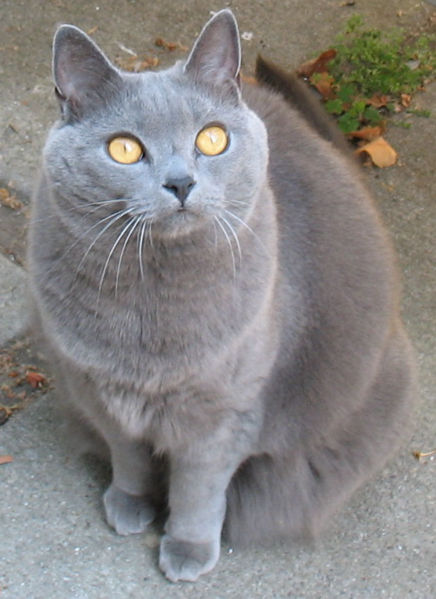 Chartreux 