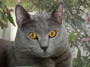 Chartreux 