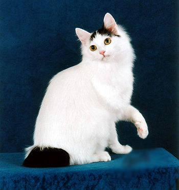 Bobtail Japonez 