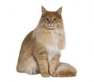 Main Coon