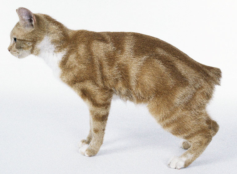 Manx
