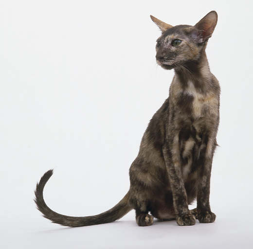 Orientala