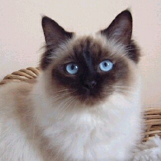 Ragdoll