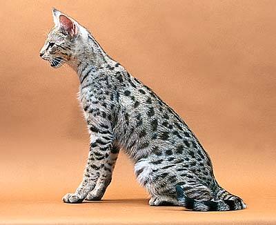 Savannah