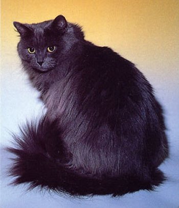 Siberiana