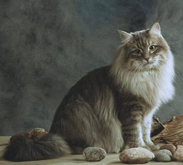 Siberiana