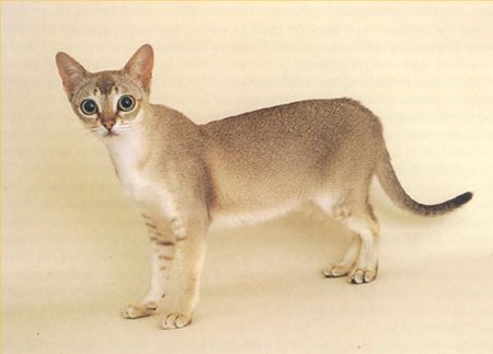 Singapura