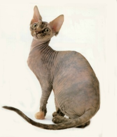 Sphynx