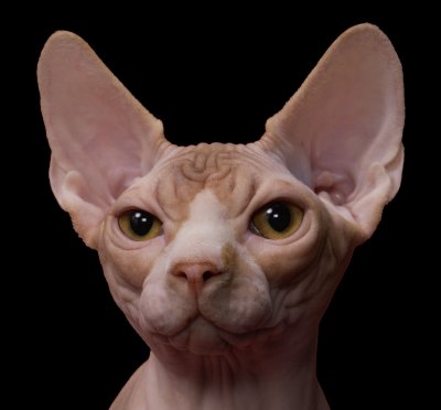 Sphynx