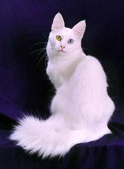 Angora turceasca