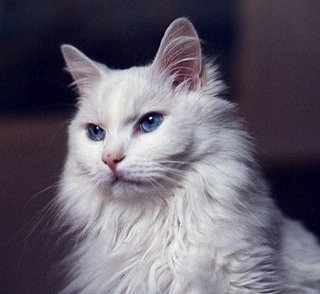 Angora turceasca