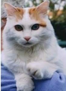 Turkish Van
